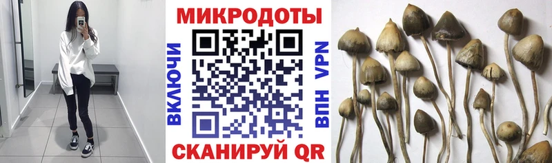Псилоцибиновые грибы прущие грибы Дмитровск